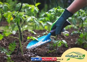 توزیع کود کلرور پتاسیم جهت افزایش تولید محصولات زراعی و باغی در گلستان توزیع کود کلرور پتاسیم جهت افزایش تولید محصولات زراعی و باغی در گلستان