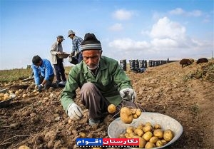 حمایت به موقع مسئولین از سیب زمینی کاران گلستان حمایت به موقع مسئولین از سیب زمینی کاران گلستان