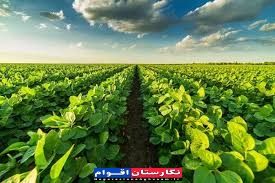 تضمین پایداری کشاورزی گلستان از مسیر احیای مشارکتی مراتع؛ اقدامات منابع طبیعی در سال ۱۴۰۴”