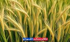 خیز روسیه برای تسخیر بازار غلات قاره سیاه؛ صادرات گندم به کنیا و مصر رکورد زد