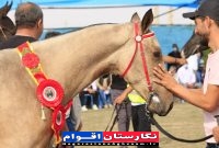 سوارکاری و پرورش اسب/ گنجینه‌ای فراموش‌شده در گلستان